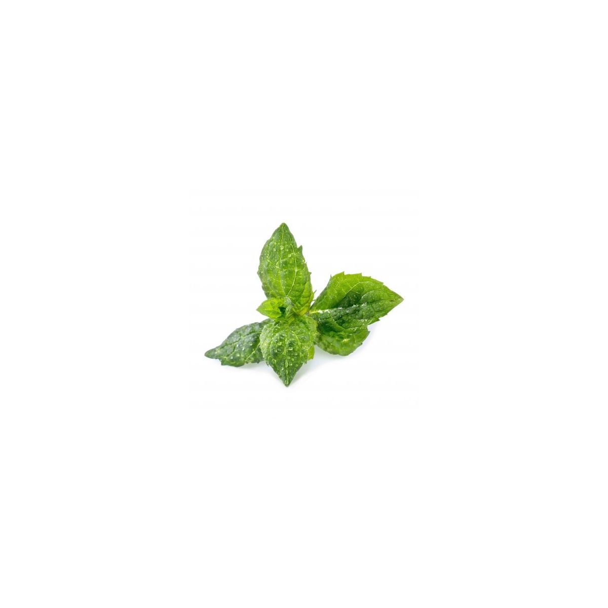 Recharge VERITABLE Menthe Verte BIO