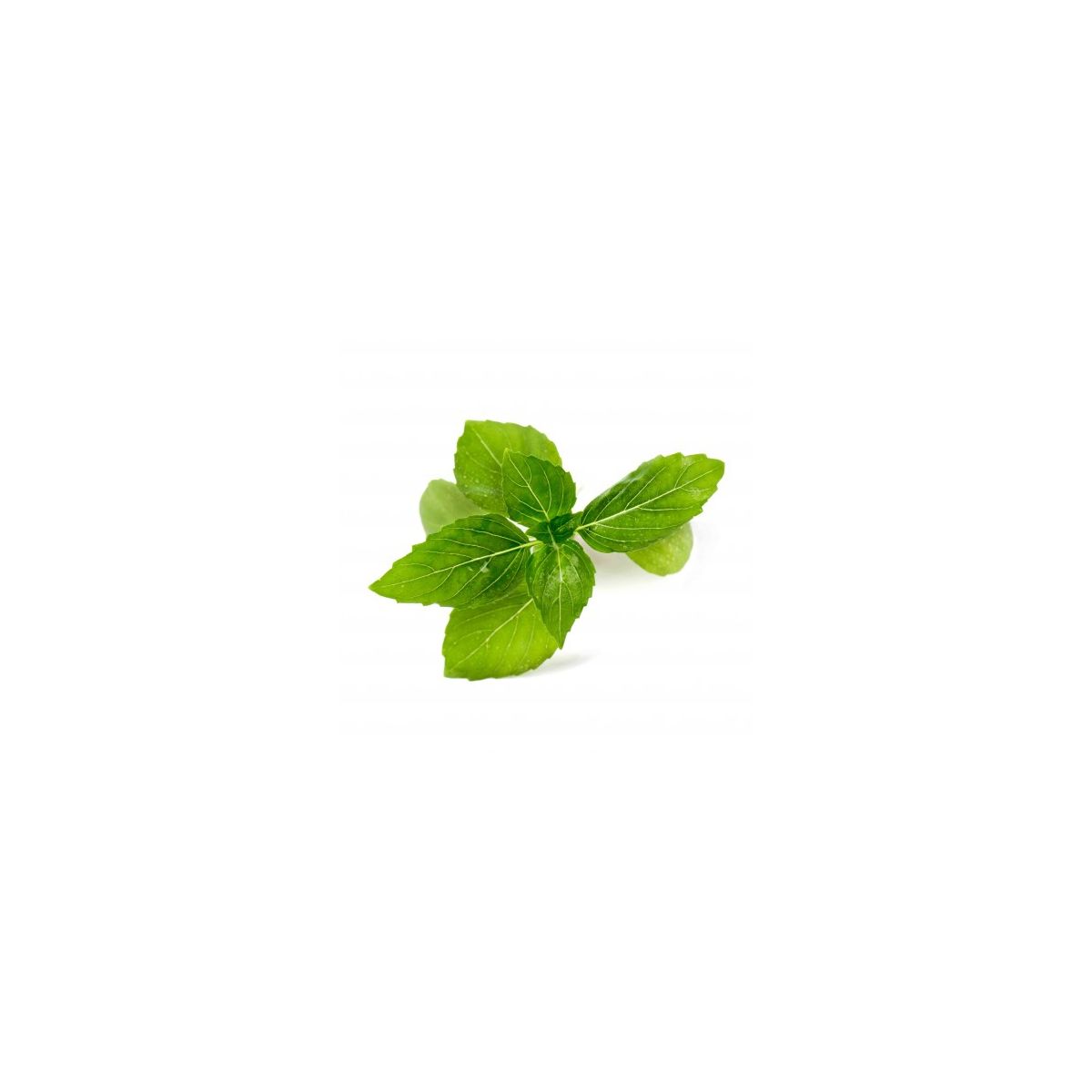 Recharge VERITABLE Basilic Cannelle BIO
