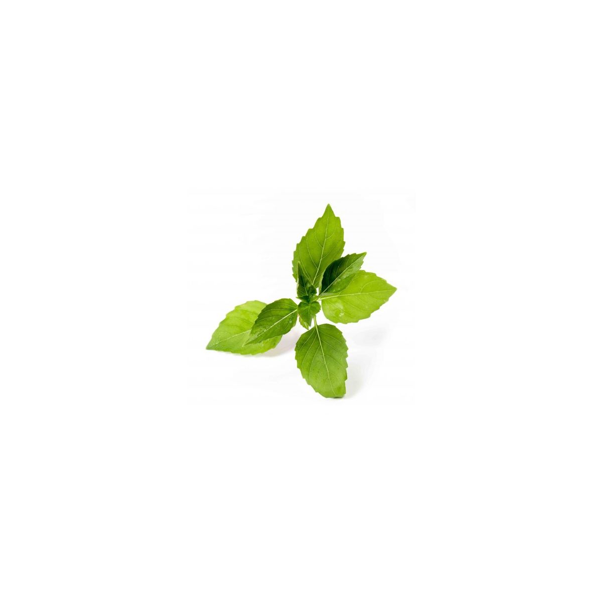 Recharge VERITABLE Basilic Citron BIO