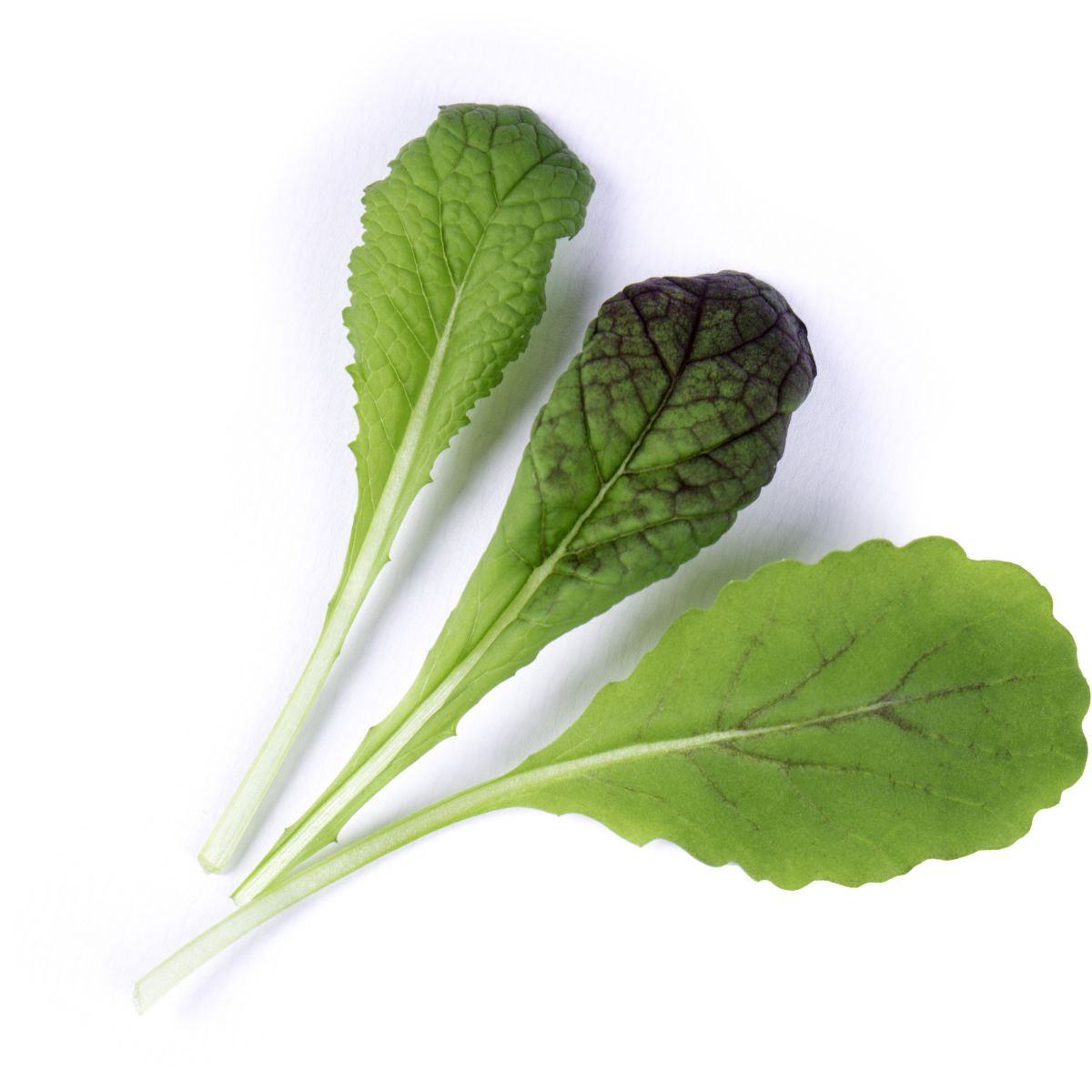 Recharge VERITABLE Moutarde rouge BIO