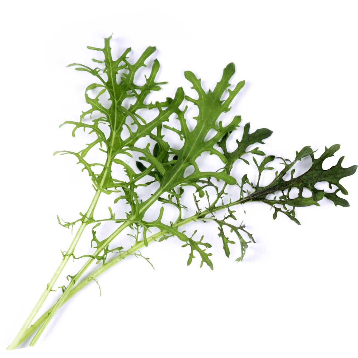 Recharge VERITABLE Moutarde verte BIO