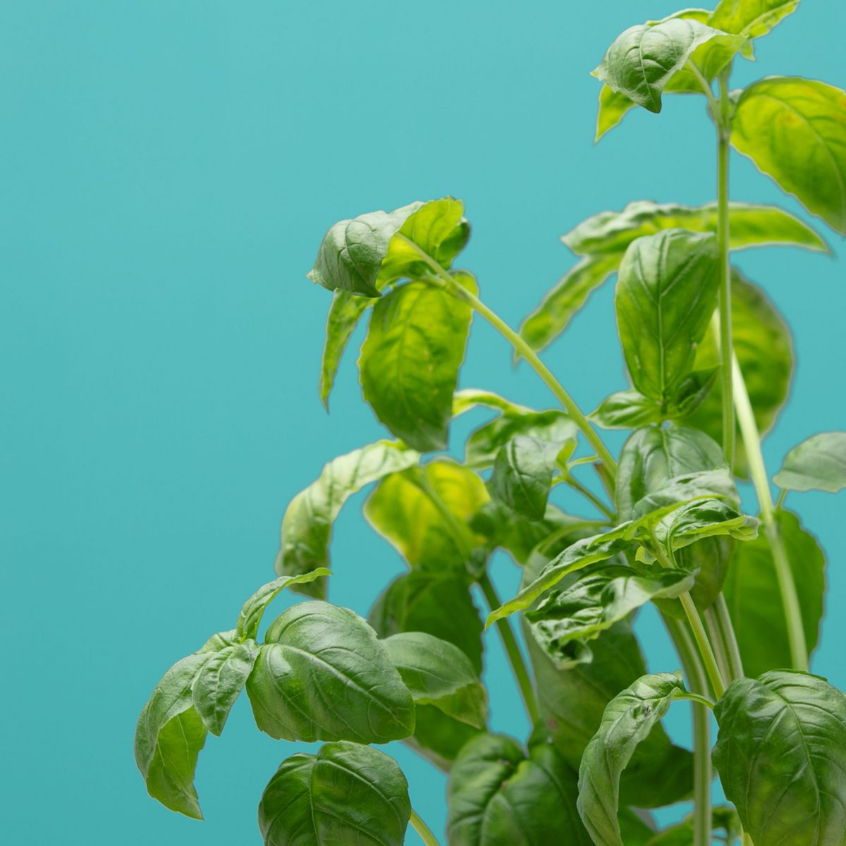 Recharge jardin intérieur PRET A POUSSER BASILIC GRAND VERT
