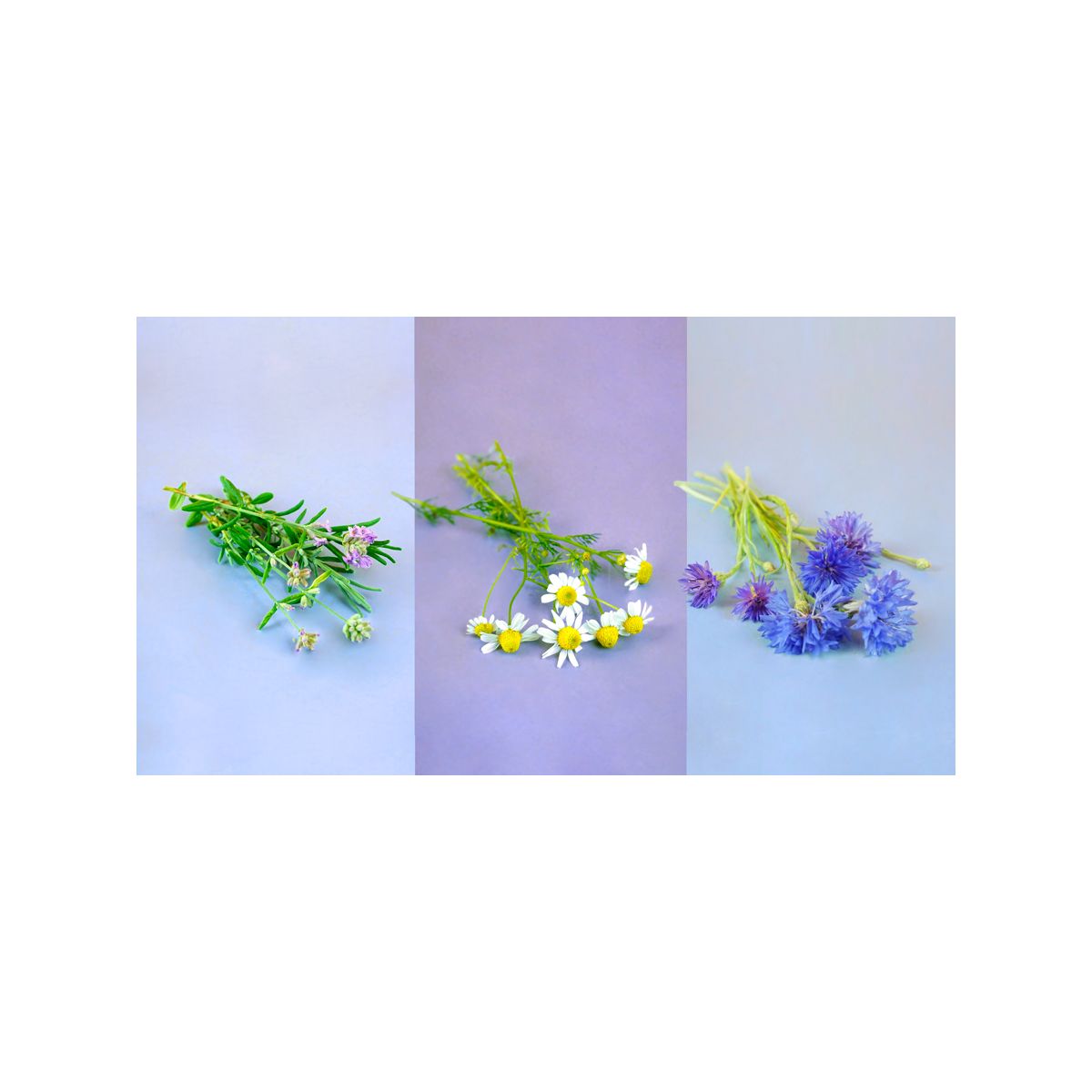 Recharge PRET A POUSSER Trio Fleurs - Camomille Lavande Bleuet