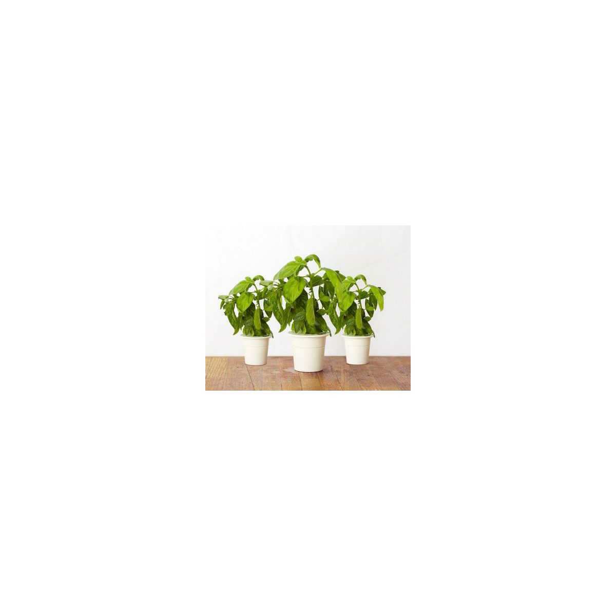 Recharge CLICK AND GROW Basilic (lot de 3)
