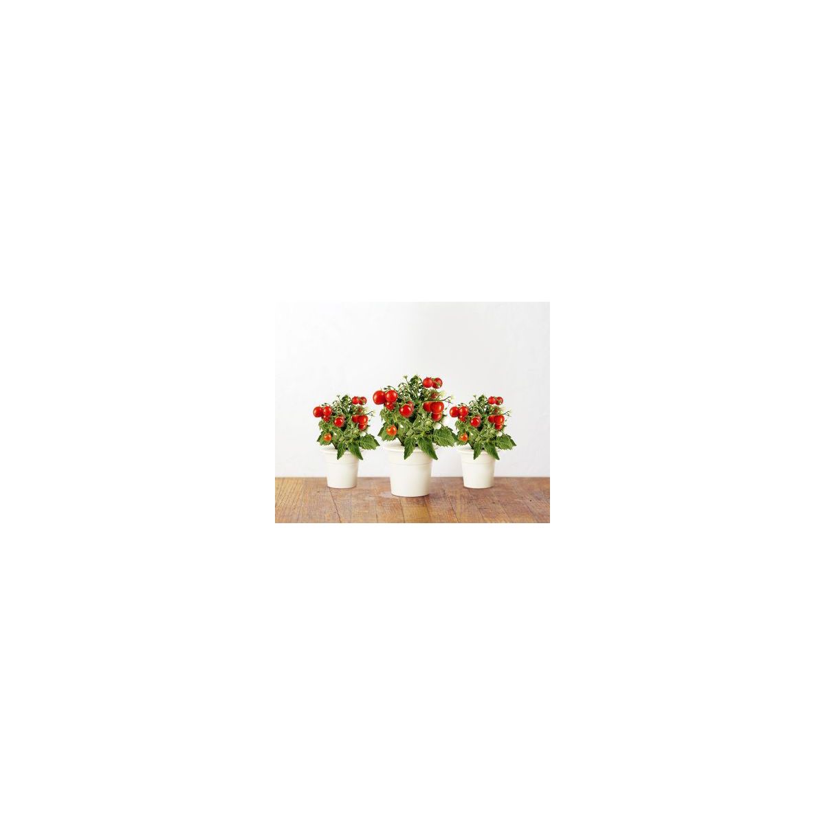 Recharge CLICK AND GROW Mini tomates (lot de 3)