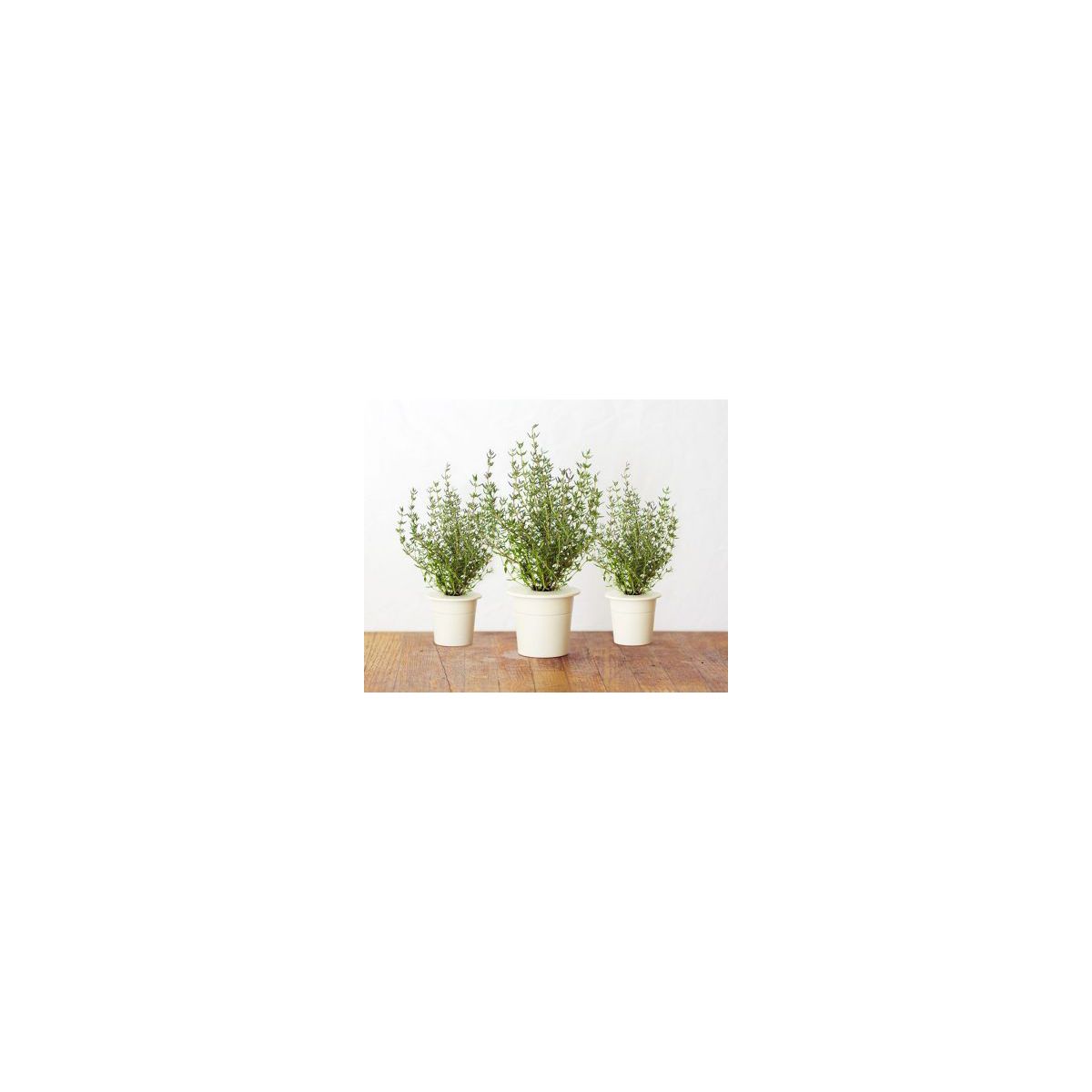 Recharge jardin intérieur CLICK AND GROW Thym lot de 3