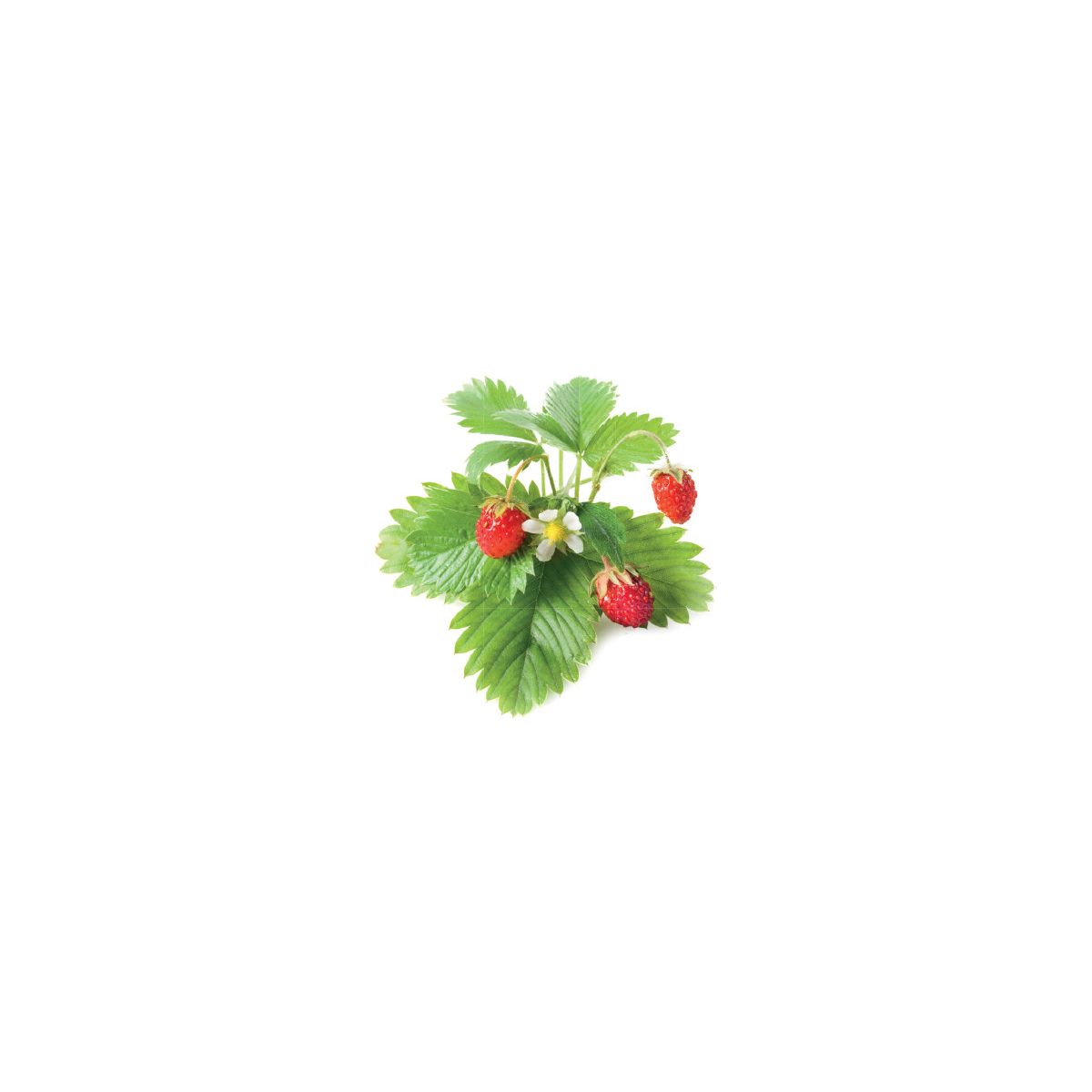 Recharge jardin intérieur CLICK AND GROW Fraises lot de 3