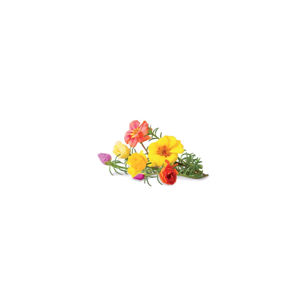 Recharge jardin intérieur CLICK AND GROW Rose (lot de 3)