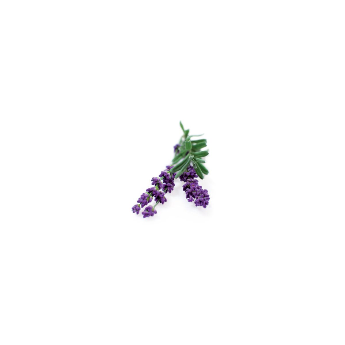 Recharge CLICK AND GROW Lavande (lot de 3)