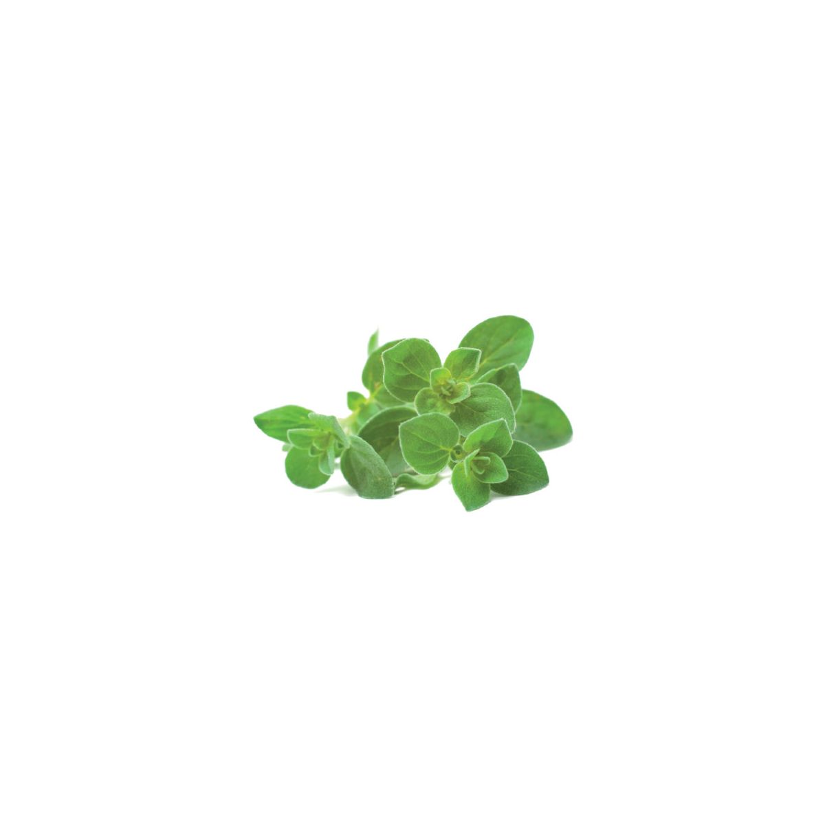 Recharge jardin intérieur CLICK AND GROW Origan (lot de 3)