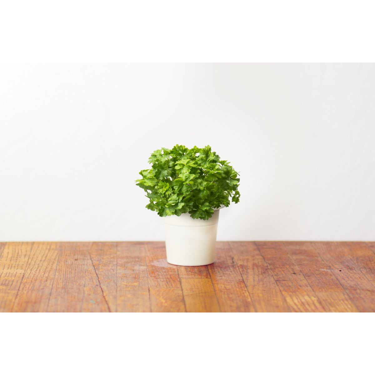 Recharge jardin intérieur CLICK AND GROW Persil lot de 3