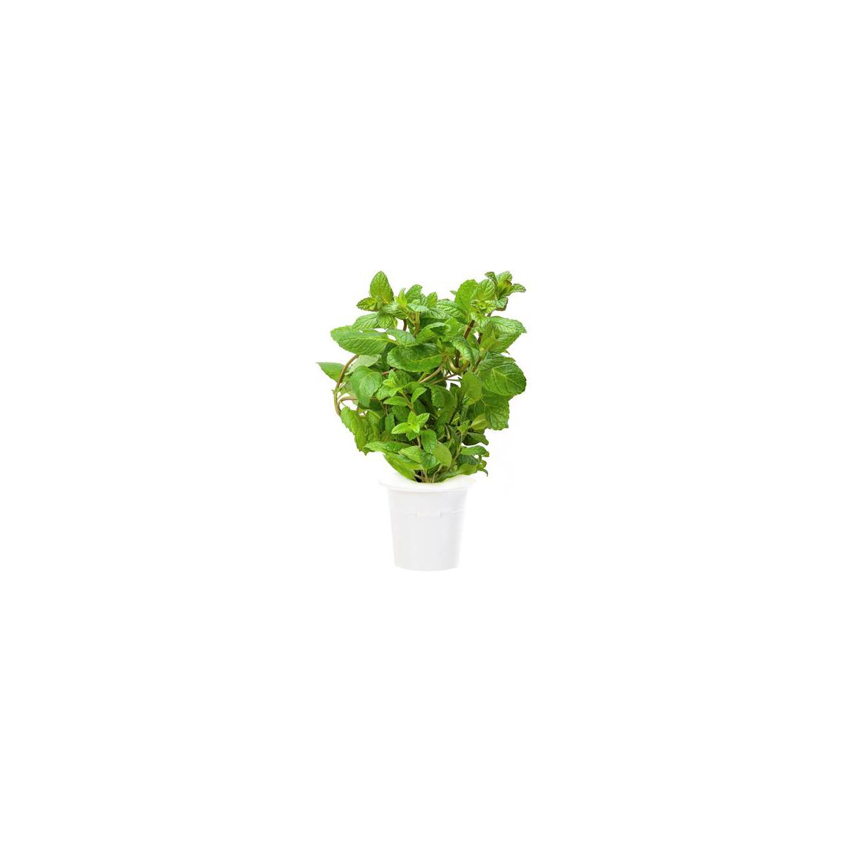 Recharge jardin intérieur CLICK AND GROW Menthe poivrée lot de 3