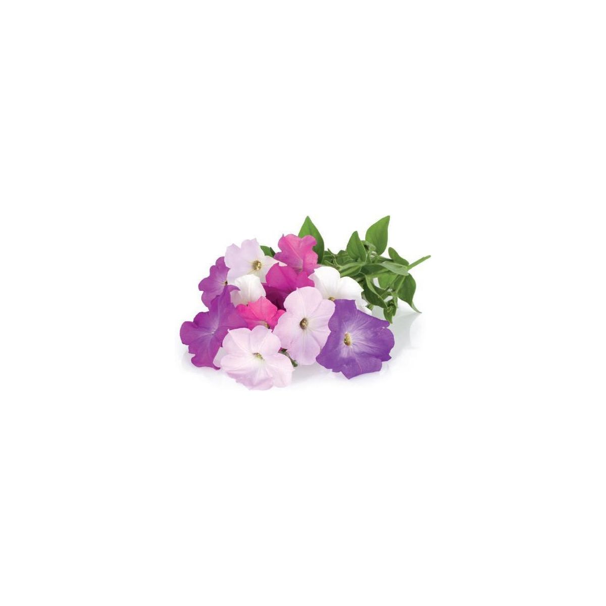 Recharge jardin intérieur CLICK AND GROW Petunia lot de 3